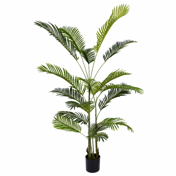 PALMA ARECA W DONICZCE 180CM